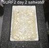 Click image for larger version

Name:	Surf2-first-harvest-13-days day 2.jpg
Views:	4811
Size:	55.6 KB
ID:	4444