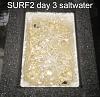 Click image for larger version

Name:	Surf2-first-harvest-13-days day 3.jpg
Views:	4797
Size:	69.5 KB
ID:	4445