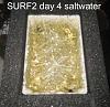 Click image for larger version

Name:	Surf2-first-harvest-13-days day 4.jpg
Views:	4802
Size:	63.9 KB
ID:	4446