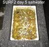 Click image for larger version

Name:	Surf2-first-harvest-13-days day 5.jpg
Views:	1307
Size:	64.5 KB
ID:	4447