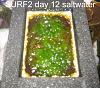 Click image for larger version

Name:	Surf2-first-harvest-13-days day 12.jpg
Views:	4667
Size:	64.2 KB
ID:	4454