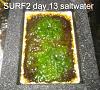 Click image for larger version

Name:	Surf2-first-harvest-13-days day 13.jpg
Views:	5269
Size:	78.9 KB
ID:	4455