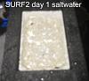 Click image for larger version

Name:	Surf2-first-harvest-13-days day 1.jpg
Views:	4943
Size:	35.6 KB
ID:	4457