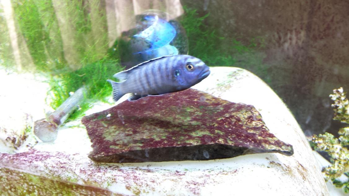 Purple algae in hot sale freshwater fish tank