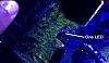Click image for larger version

Name:	UasCjsaquariumOnYoutube-1.jpg
Views:	1074
Size:	31.0 KB
ID:	6911