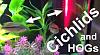 Click image for larger version

Name:	hog and cichlids thumb.jpg
Views:	1810
Size:	61.4 KB
ID:	7500