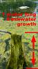 Click image for larger version

Name:	1 meter fw growth.jpg
Views:	1389
Size:	77.7 KB
ID:	7838