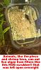 Click image for larger version

Name:	open hog feeding.JPG
Views:	1439
Size:	67.4 KB
ID:	7844