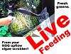 Click image for larger version

Name:	HOG feeding by Ochart thumb.jpg
Views:	1514
Size:	37.6 KB
ID:	8003