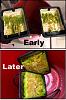 Click image for larger version

Name:	TwoHog3units.jpg
Views:	3466
Size:	74.7 KB
ID:	8104