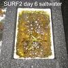 Click image for larger version

Name:	Surf2-first-harvest-13-days day 6.jpg
Views:	1298
Size:	84.3 KB
ID:	4448