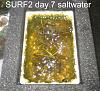 Click image for larger version

Name:	Surf2-first-harvest-13-days day 7.jpg
Views:	1212
Size:	76.3 KB
ID:	4449