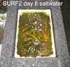 Click image for larger version

Name:	Surf2-first-harvest-13-days day 8.jpg
Views:	1176
Size:	80.7 KB
ID:	4450