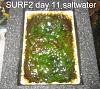 Click image for larger version

Name:	Surf2-first-harvest-13-days day 11.jpg
Views:	1150
Size:	76.8 KB
ID:	4453