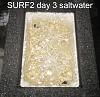Click image for larger version

Name:	Surf2-first-harvest-13-days day 3.jpg
Views:	1325
Size:	69.5 KB
ID:	4445