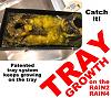 Click image for larger version

Name:	rain tray growth.jpg
Views:	326
Size:	88.9 KB
ID:	8006