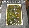 Click image for larger version

Name:	Surf2-first-harvest-13-days day 9.jpg
Views:	1151
Size:	68.8 KB
ID:	4451